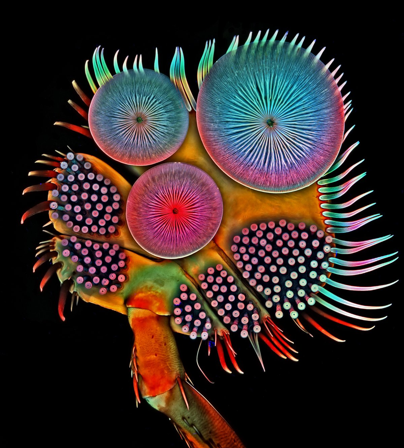 Illustration for article titled Las mejores microfotografĂas del año nos muestran la increĂble belleza de lo que no podemos ver
